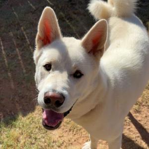 Katana, Akita, adult, available for adoption