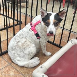 Lola, American Blue Heeler, adult, available for adoption