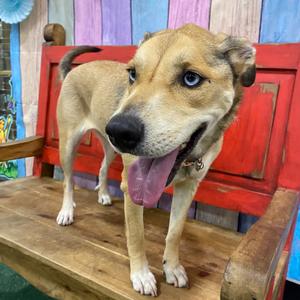 Chloe (Nala), Mixed Breed (Medium), adult, available for adoption