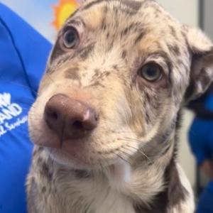 FWT Tigger, Cattle Dog, Australian (Blue Heeler), puppy, available for adoption