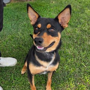 Elliot, Cattle Dog, Australian (Red Heeler), adult, available for adoption
