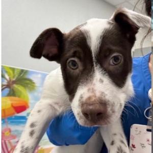 FWT Dotty, Cattle Dog, Australian (Blue Heeler), puppy, available for adoption