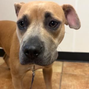 FWT Surabi/Saddy, Terrier, Pit Bull, adult, available for adoption