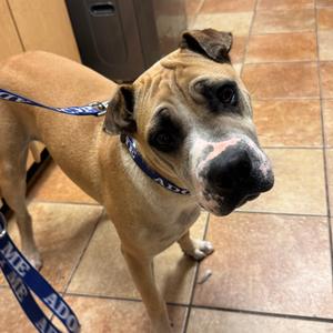 FWT Marlon, Mixed Breed (Medium), adult, available for adoption