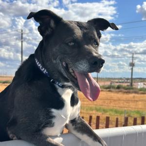 FWT Birdie (Brazil, Betty), Retriever, Black Labrador, senior, available for adoption