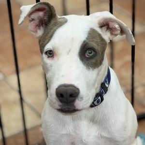 FWT Pogo, Mixed Breed (Medium), available for adoption