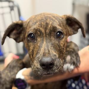 Hopscotch, Terrier, Pit Bull, puppy, available for adoption