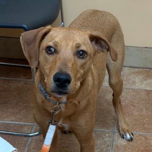 FWT Ross (Fred), Mixed Breed (Medium), available for adoption
