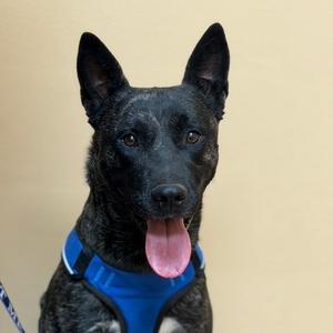 Beau, Shepherd, German, adult, available for adoption