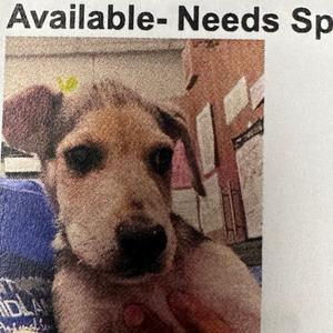 FWT Ruperto, Mixed Breed (Medium), puppy, available for adoption