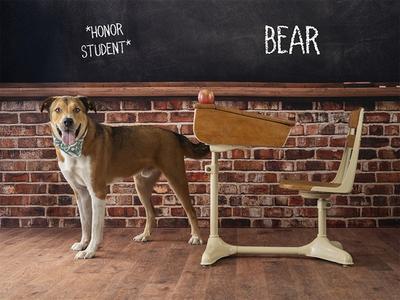 BEAR, Great Pyrenees Mix, young, available for adoption