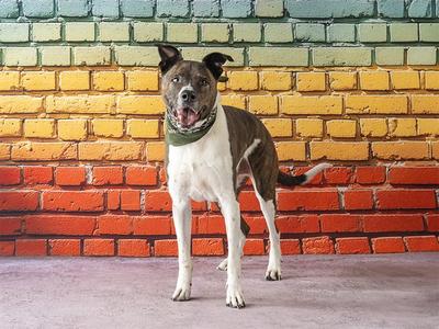 BOOMER, Akita, adult, available for adoption