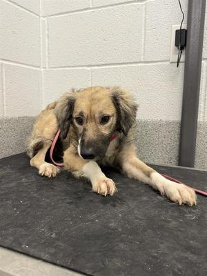 BARNEY, Mixed Breed, young, available for adoption