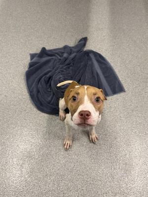 A brown and white dog sitting on a gray carpet with a blue blanket behind it.