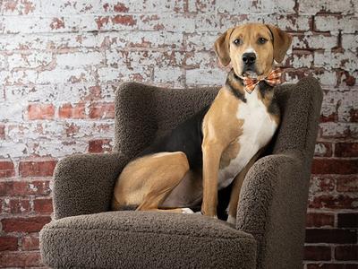 CHIP, Mixed Breed, adult, available for adoption