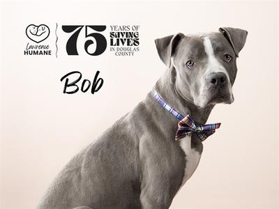 A grey pitbull mix named Bob wears a bow tie and collar. The background has text that says "75 YEARS OF SAVING LIVES IN DOUGLAS COUNTY" and a logo that says "LAWRENCE HUMANE."