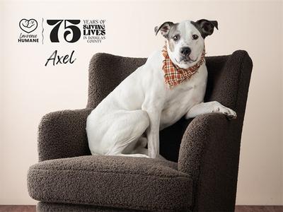 A white pit bull mix dog named Axel wearing a plaid bandana sits in a plush brown armchair. There is text in the background that says '75 Years of Saving Lives in Douglas County' and 'Lawrence Humane'.
