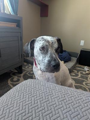 A dog with a spotted coat sitting on a patterned carpet, looking at the camera.
