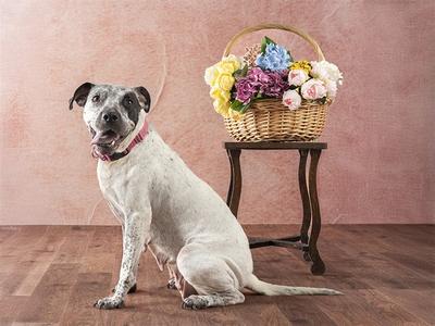 A white dog with black spots sitting on a wooden floor next to a wicker basket filled with colorful flowers.