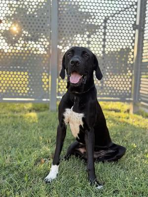 BRUNO, Great Dane, young, available for adoption