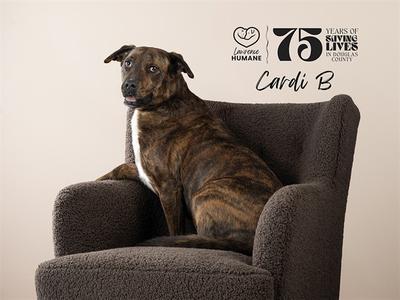 CARDI B, Mixed Breed, adult, available for adoption