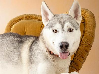 BJORN, Alaskan Husky Mix, young, available for adoption