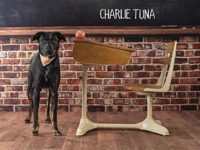 CHARLIE TUNA, Mixed Breed, young, available for adoption