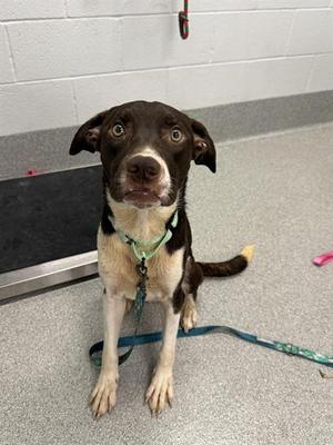 ACE VENTURA, Labrador Retriever and Pit Bull Terrier, young, available for adoption