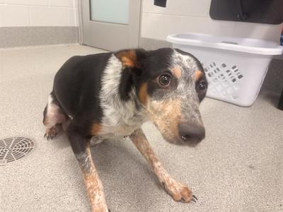 A black, white, and brown dog sitting on a concrete floor in a room with a white laundry basket in the background.