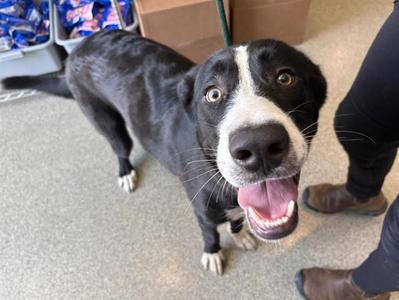 AUGGIE, Mastiff and Border Collie, young, available for adoption