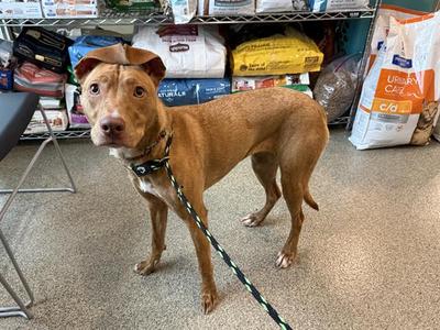 BUFFY, Mixed Breed, adult, available for adoption