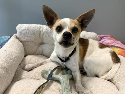 BUCKWHEAT, Chihuahua - Smooth Coated Mix, adult, available for adoption