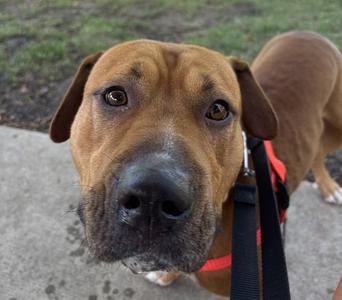 CHEDDAR BAE, American Staffordshire Terrier, adult, available for adoption