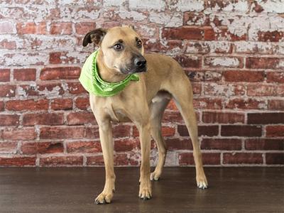 A tan dog with a green bandana stands in front of a brick wall.