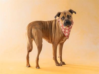 A medium-sized brown dog with a pink bandana with white flowers stands against a peach-colored background.