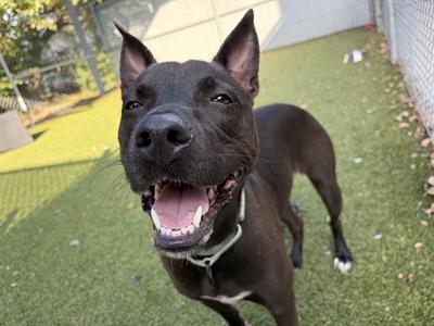 ALEX, Mixed Breed, young, available for adoption