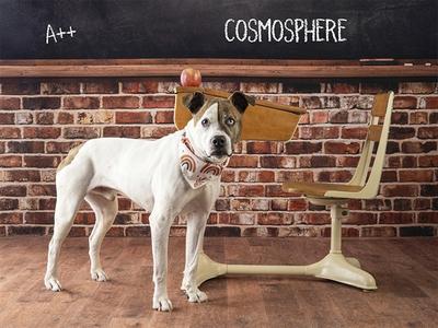 COSMOSPHERE, Pit Bull Terrier Mix, senior, available for adoption