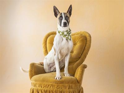 BOLT, Mixed Breed, young, available for adoption