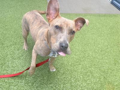A brown and white dog with floppy ears standing on green artificial grass, wearing a red leash.