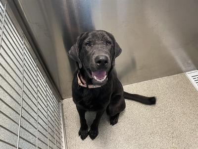 BARNABY, Mixed Breed, young, available for adoption
