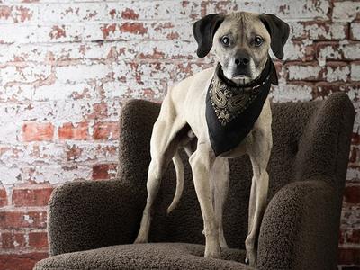 ACE, Black Mouth Cur, adult, available for adoption