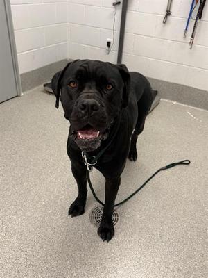 DIBS, Cane Corso, adult, available for adoption