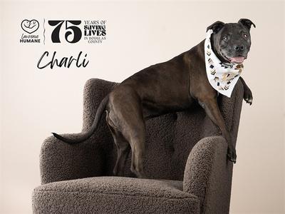 A dark grey pitbull dog named Charli wearing a bandana with a pattern of small animal outlines sits on a fuzzy brown armchair. Text in the background reads "75 Years of Saving Lives in Douglas County" and "Charli".