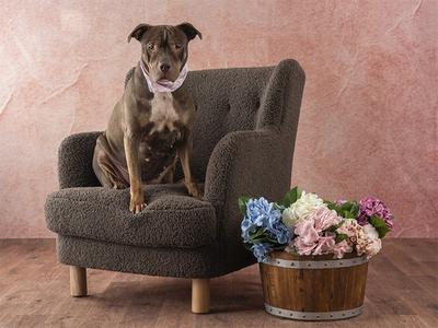 DEAR PRUDENCE, Chinese Sharpei Mix, adult, available for adoption