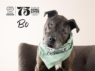 A dark-colored dog with a light green bandana sits on a chair. Text in the background reads '75 Years of Saving Lives in Douglas County' and the name 'Bo'.