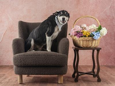 ARCHIMEDES, Mixed Breed, senior, available for adoption