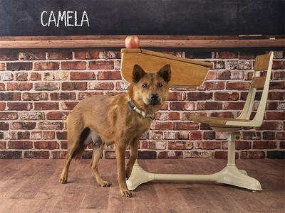 CAMELA, Mixed Breed, adult, available for adoption