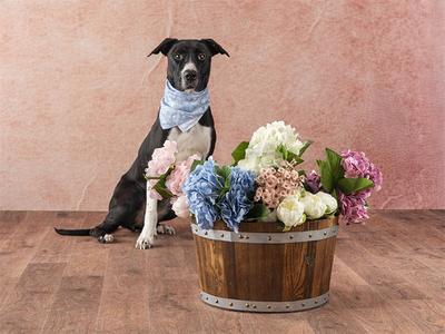 A black and white dog wearing a blue bandana sits next to a wooden barrel filled with colorful flowers.