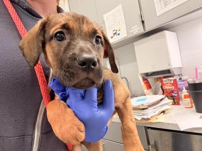 CORDELIA, Labrador Retriever Mix, puppy, available for adoption