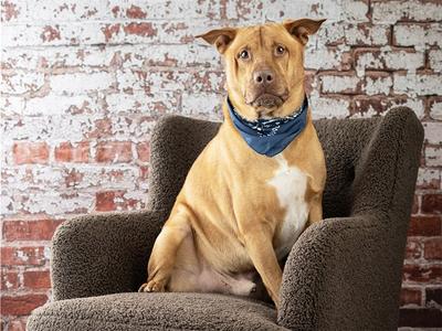 COWBOY, Labrador Retriever Mix, senior, available for adoption